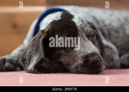 Un chiot Braque Allemand Banque D'Images