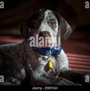 Un chiot Braque Allemand ludique Banque D'Images