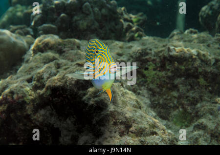 Poisson Chirurgien rayé, Acanthurus lineatus, en eau peu profonde au-dessus de récifs coralliens dans les Maldives, l'Océan Indien Banque D'Images