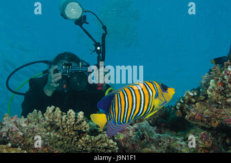 Photographier un plongeur, Pygoplites diacanthus Regal poissons-anges, sur les récifs coralliens aux Maldives Banque D'Images