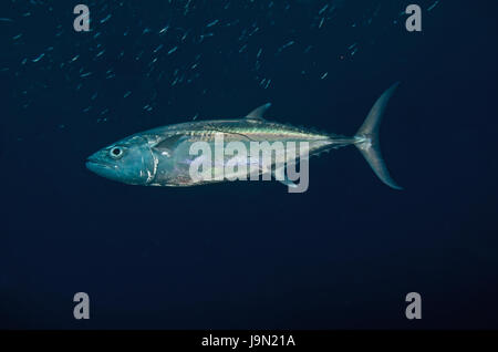 Le thon, Gymnosarda unicolor, piscine, vue de côté, Ari Atoll, Maldives Banque D'Images