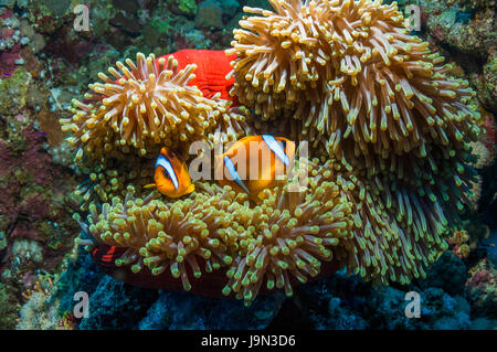 [Mer Rouge poisson clown Amphiprion bicinctus] avec anémone Heteractis magnifica [magnifique]. L'Egypte, Mer Rouge. Banque D'Images