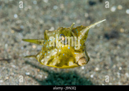 [Lactoria cornuta cowfish Longhorn]. Le Parc National de Komodo, en Indonésie. Banque D'Images