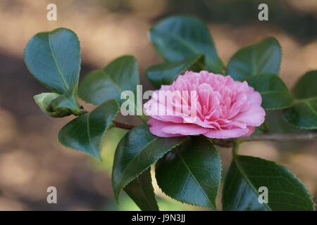 Camellia japonica 'Preston Rose' Banque D'Images