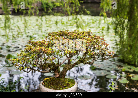 Un magnifiquement taillés de bonsai dans un jardin japonais Banque D'Images