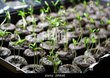 Des plantules de tomate en cours de démarrage dans le sol les granulés. Banque D'Images