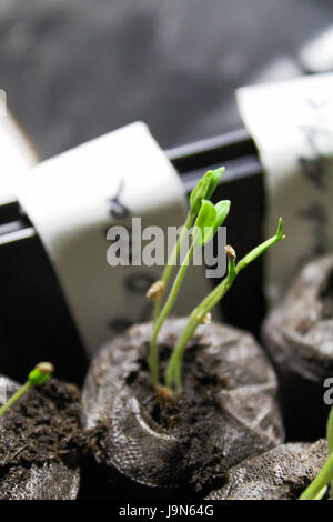 Des semis de tomates est lancé au printemps. Banque D'Images