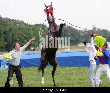 Piatigorsk, RUSSIE - 4 septembre : un groom et chevaux akhal-teke, étalon noir Patron après course pour le prix d'Melekusha sur Septembre Banque D'Images