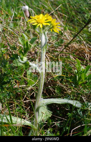 Spatuler Fleawort South Stack, Anglesey, Banque D'Images