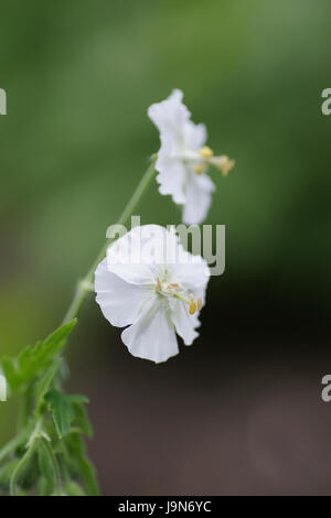 Geranium phaeum 'Album' Banque D'Images