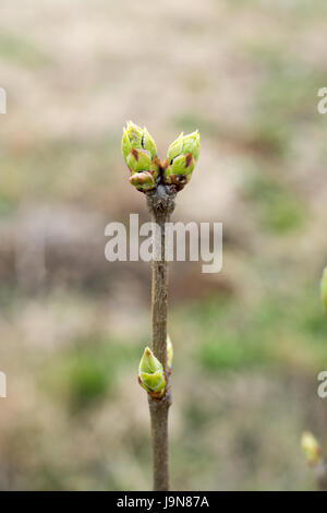 Aronie plante au début du printemps avec les bourgeons non ouverts sur les rameaux. Close up Banque D'Images