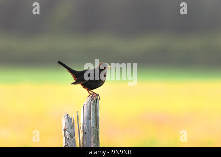 Blackbird on a wooden post Banque D'Images