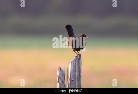 Blackbird on a wooden post Banque D'Images