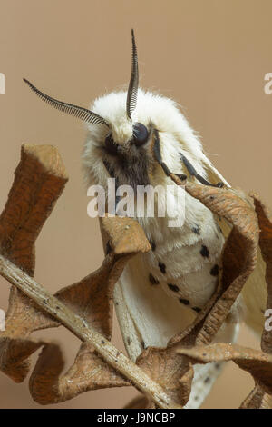 Hyponomeute du pommier blanc, Spilosoma lubricipeda, Monmouthshire, mai. Erebidae Famille Banque D'Images