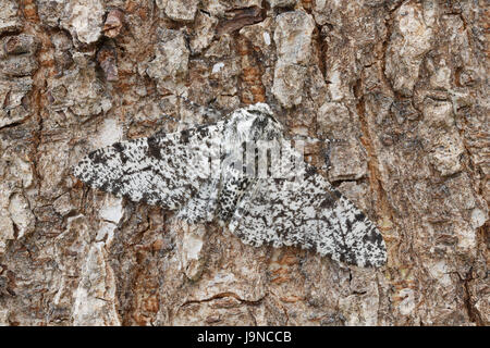 Truffée d'amphibien, Biston betularia, forme pâle, camouflée sur un tronc d'arbre, Monmouthshire, mai. Famille des Geometridae. Banque D'Images