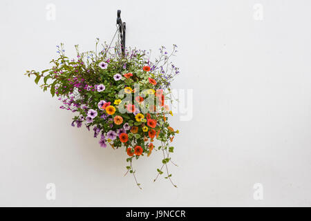 Hanging Basket contre un mur blanc, Brockweir, Gloucestershire, Royaume-Uni Banque D'Images