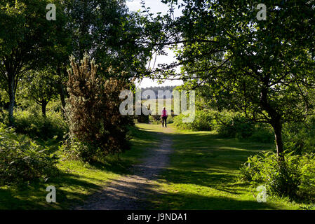 Hale Purlieu, Woodland Walk in the New Forest, Hampshire, Angleterre, Royaume-Uni Banque D'Images