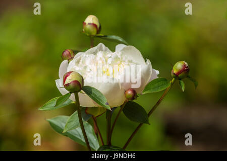 Très parfumé blanc et parfumé pivoine Duchesse de Nemours Banque D'Images