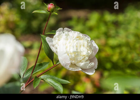 Très parfumé blanc et parfumé pivoine Duchesse de Nemours Banque D'Images