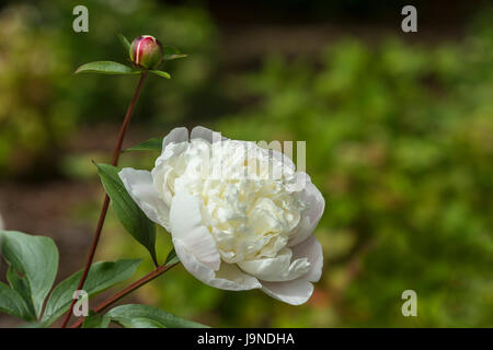 Très parfumé blanc et parfumé pivoine Duchesse de Nemours Banque D'Images