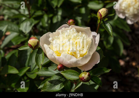 Très parfumé blanc et parfumé pivoine Duchesse de Nemours Banque D'Images