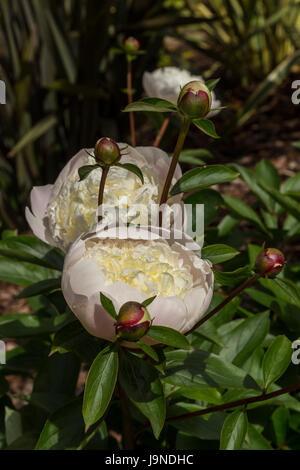 Très parfumé blanc et parfumé pivoine Duchesse de Nemours Banque D'Images