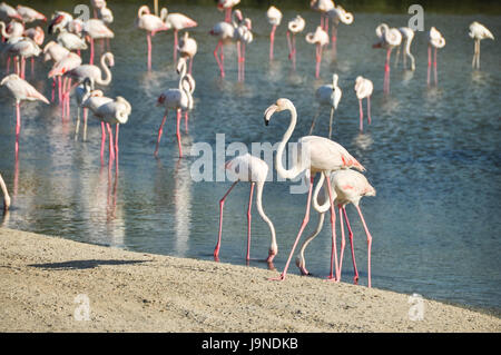 Flamants Roses dans un sanctuaire d'oiseaux à Dubaï Banque D'Images