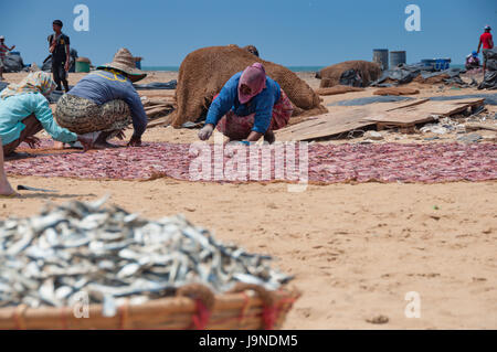 Un panier de poisson séché sur la plage au Sri Lanka avec les pêcheurs sur l'arrière-plan Banque D'Images