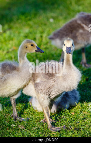 Vertical image d'oisons Bernache du Canada (Branta canadensis) marcher dans l'herbe verte Banque D'Images