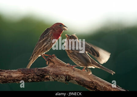 Chambre Bebe Rss Finch Photo Stock Alamy