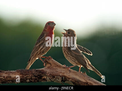 Chambre Bebe Rss Finch Photo Stock Alamy