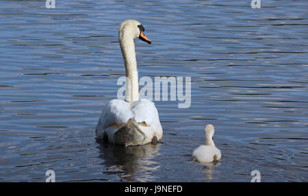 Un cygne muet de natation avec une cygnet Banque D'Images