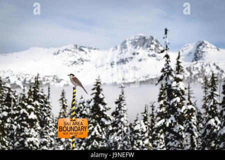 Whisky jack perché au sommet d'une des limites de la zone de ski de blackcomb mountain signe avec en arrière-plan. Banque D'Images