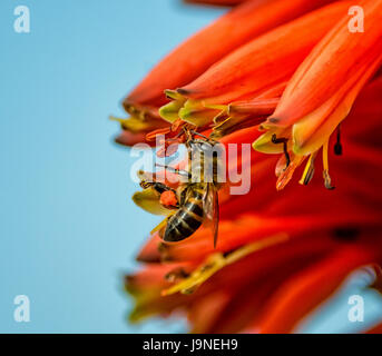 Une cape rouge sur une abeille dans le sud de l'Afrique de l'usine d'Aloès Banque D'Images
