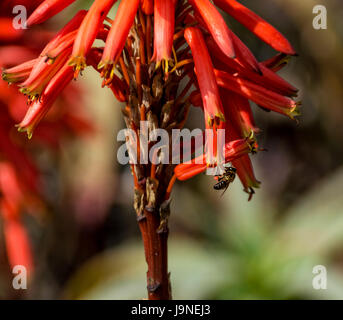 Une cape rouge sur une abeille dans le sud de l'Afrique de l'usine d'Aloès Banque D'Images