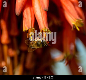 Une cape rouge sur une abeille dans le sud de l'Afrique de l'usine d'Aloès Banque D'Images