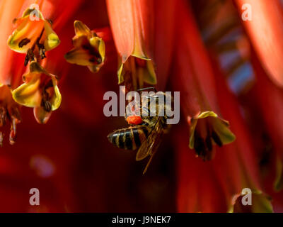 Une cape rouge sur une abeille dans le sud de l'Afrique de l'usine d'Aloès Banque D'Images