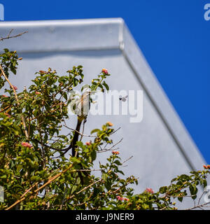 Cape Sugarbird harcelé par une abeille charpentière en Afrique australe Banque D'Images