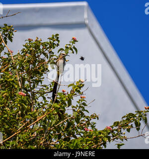 Cape Sugarbird harcelé par une abeille charpentière en Afrique australe Banque D'Images