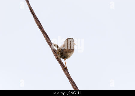 Wren Songbird oiseau sur un fil Banque D'Images