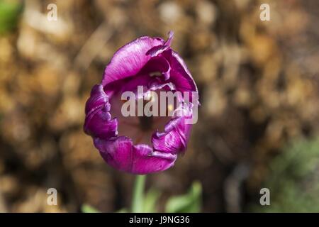 Wild Rose (Rosa acicularis) symbole de l'Alberta Province canadienne Banque D'Images