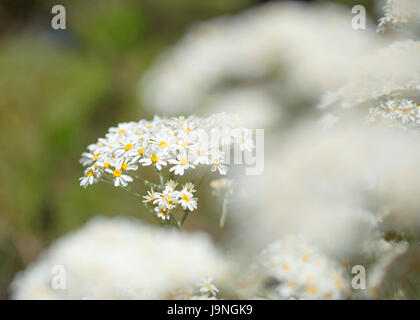 La flore de Gran Canaria - Tanacetum ptarmiciflorum, argent tanaisie, endémique de l'île et d'espèces naturelles, endandegerd floral background Banque D'Images