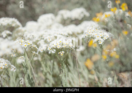 La flore de Gran Canaria - Tanacetum ptarmiciflorum, argent tanaisie, endémique de l'île et d'espèces naturelles, endandegerd floral background Banque D'Images