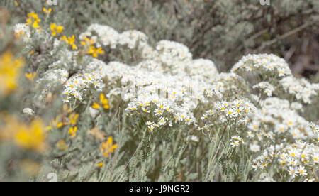 La flore de Gran Canaria - Tanacetum ptarmiciflorum, argent tanaisie, endémique de l'île et d'espèces naturelles, endandegerd floral background Banque D'Images