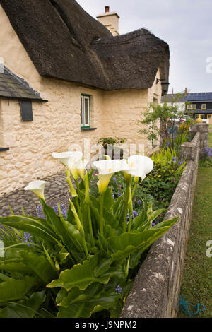 Royaume-uni, Pays de Galles, Pembrokeshire, Marloes, Zantedeschia aethiopica arum lillies croissant dans jardin de maison au toit de chaume Banque D'Images