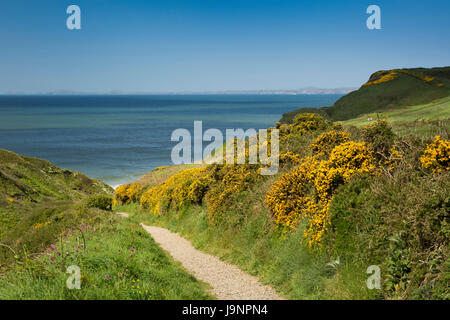 Royaume-uni, Pays de Galles, Pembrokeshire Druidston, bordée d'ajonc, le sentier falaises pour Druidston Haven Beach Banque D'Images