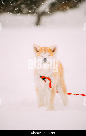 Beau chiot de chien Akita ou Akita Inu, Akita japonais debout dans la neige en journée d'hiver. L'Akita est un chien de grande race originaire du Mont Banque D'Images