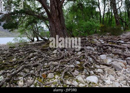 Exposés des racines d'arbre du pin sylvestre Pinus sylvestris sur les rives du Loch Maree Wester Ross Scotish Highlands Scotland UK GO Banque D'Images