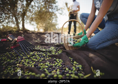 Mid section of woman la collecte des olives à l'homme en arrière-plan à la ferme Banque D'Images