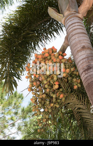 La sétaire verte un roulement Palm fruits. Wodyetia bifurcata. Floride USA Banque D'Images